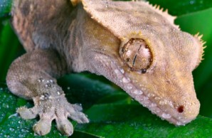 gecko foot