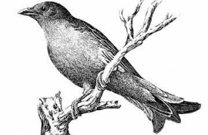 adult male honey guide adult male honey guide