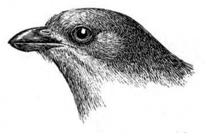 lesser honey guide lesser honey guide