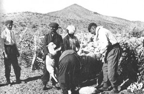 Sheep raising is one of Patagonia’s principal industries Sheep raising is one of Patagonia’s principal industries