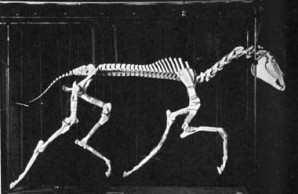 trotting skeleton trotting skeleton