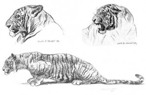 tiger illustration tiger illustration