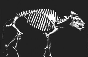 peccary skeleton peccary skeleton