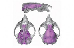 brain illustration brain illustration