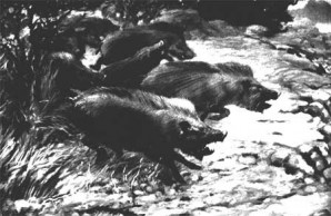Extinct Peccaries Extinct Peccaries