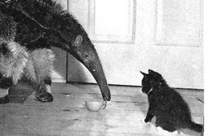 anteater and cat anteater and cat