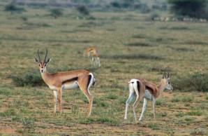 Female Grant's gazelles, Serengeti Plain Female Grant's gazelles, Serengeti Plain