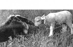 anteater and lamb anteater and lamb