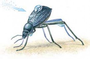 Namib beetle Namib beetle