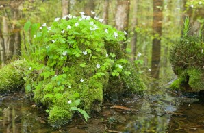 flowering wood sorrel flowering wood sorrel