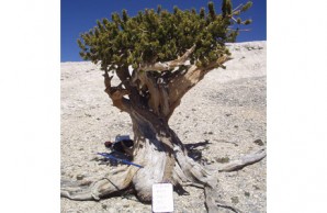Great Basin bristlecone pine