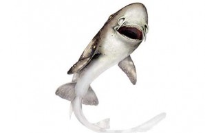 shark bites shark bites