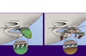 shark teeth diagram shark teeth diagram