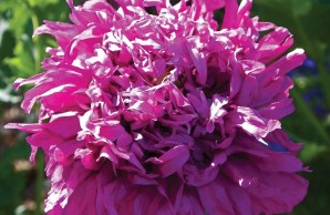 lavender triple form