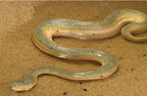 Beaked Sea Snake