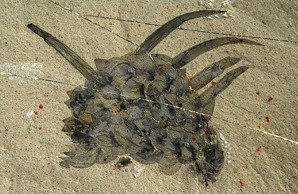 Wiwaxia corrugata