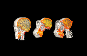 TurningBrainEvolution