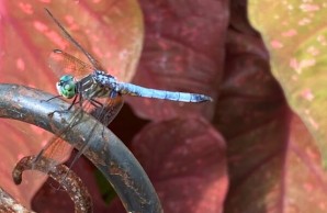 AdultMaleBlueDasher-P.longipennis_Michael-Moore Dragonfly with green head, bluish body, and wings angled down, perched with red leaves in background