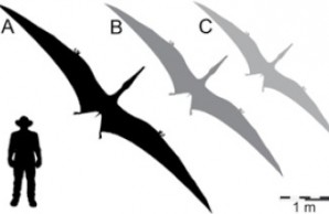 Pterosaur-Silhouettes Silhouettes on a white background: black male figure at left, black huge pterosaur flying to R, then dark grey medium pterosaur flying, then light gray small pterosaur flying