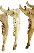 White-tailed deer mandibles