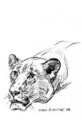 lioness illustration by Charles R. Knight