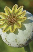 Fresh opium pod