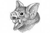 Bat With Cup-shaped Oral Glands Bat With Cup-shaped Oral Glands
