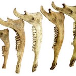 White-tailed deer mandibles