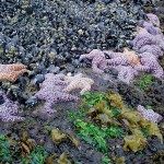 sea stars