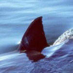 shark fin
