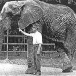 elephant in captivity