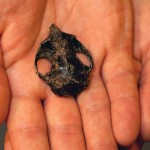 Ignacius graybullianus