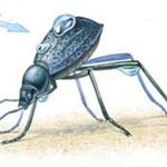 Namib beetle