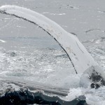 humpback whale and seal