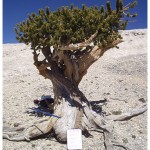 Great Basin bristlecone pine