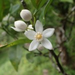 5-petaled white flower with yellow center, flanked by two closed flower buds on a dark branch