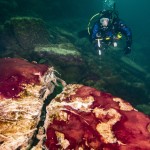 Dark ocean scene with diver in background and reddish stuff in foreground