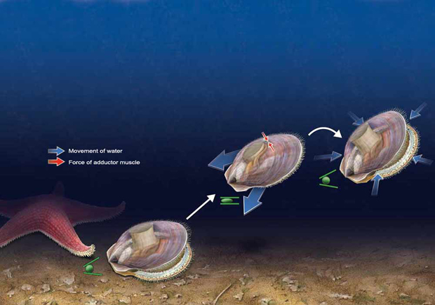 Scallop Locomotion