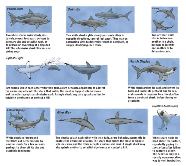 shark behaviors